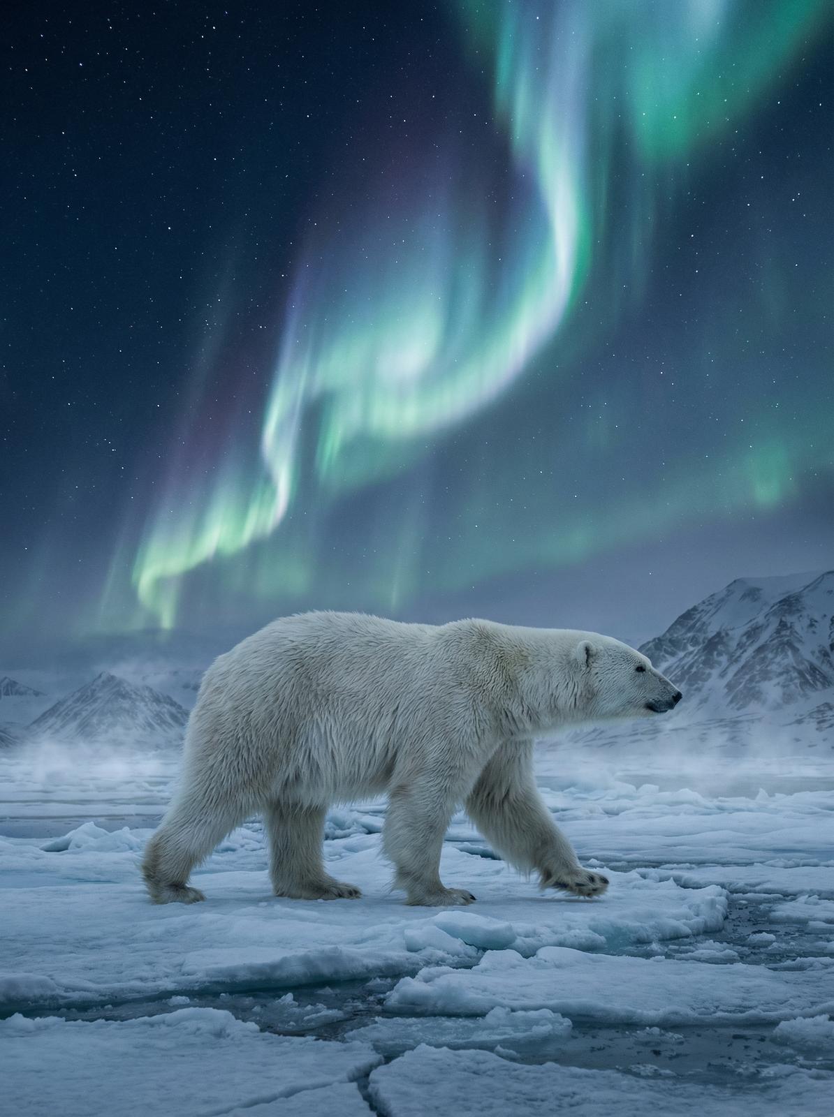 糖心北极熊视频